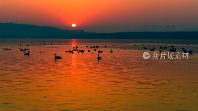 清晨阳光照耀下黄河湿地上自由嬉戏的大天鹅