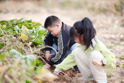 小孩子在快乐的挖地瓜