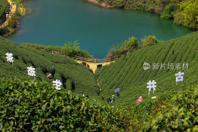 中国杭州龙坞春天里的茶园风光