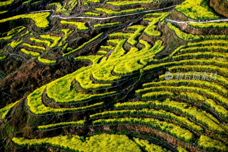 重庆酉阳：三月花海千氹田