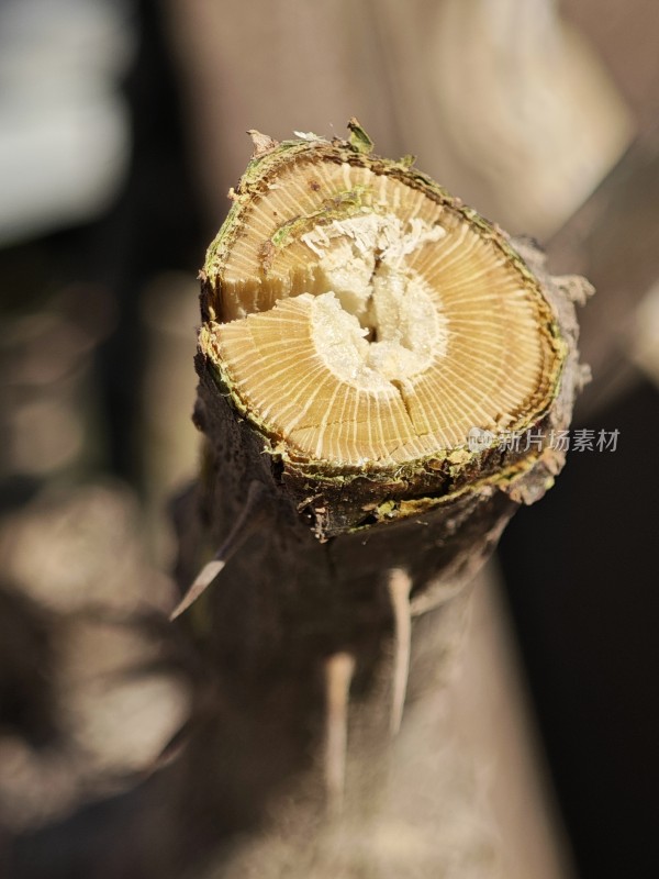 带刺植物枝干的横切面特写