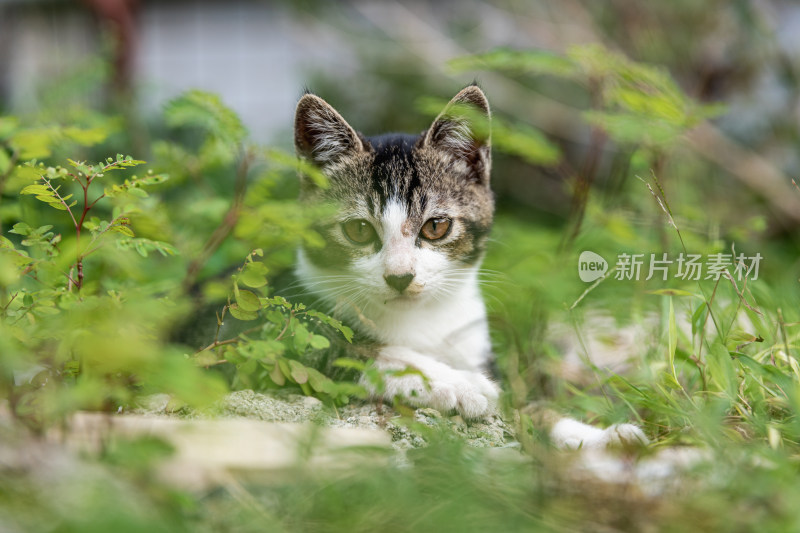 小猫咪、狸花猫、宠物猫