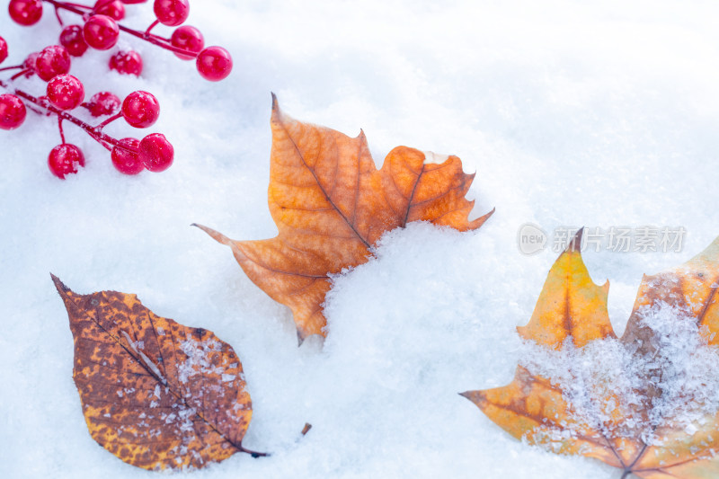 雪地上的秋叶与红色浆果