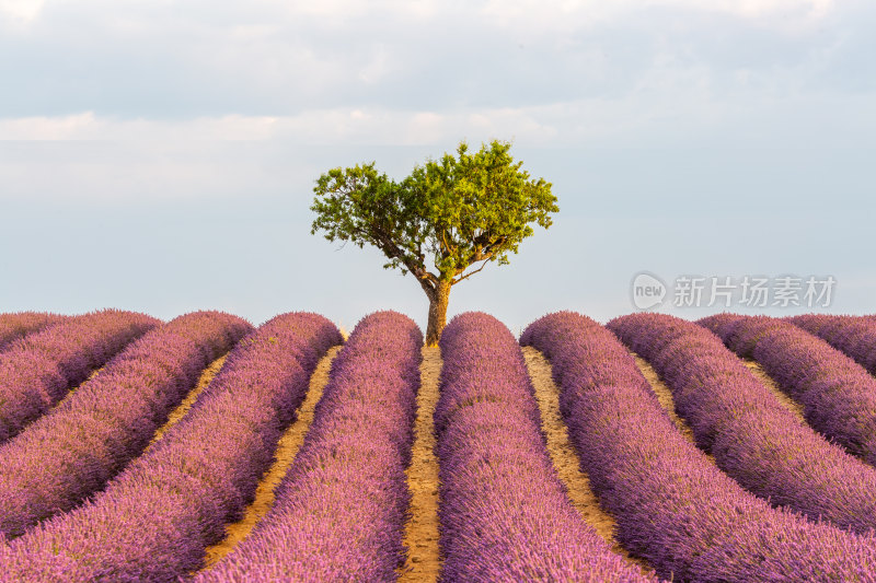 薰衣草日落