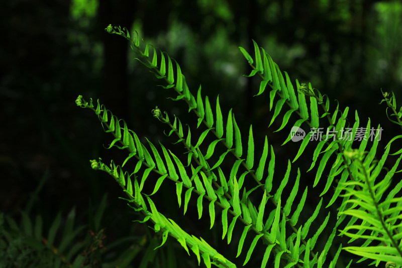 翠绿蕨类植物叶片的特写