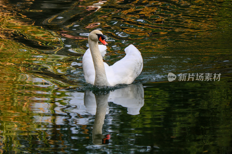 天鹅在湖中游泳的特写