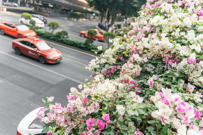 城市中鲜花覆盖的天桥景观