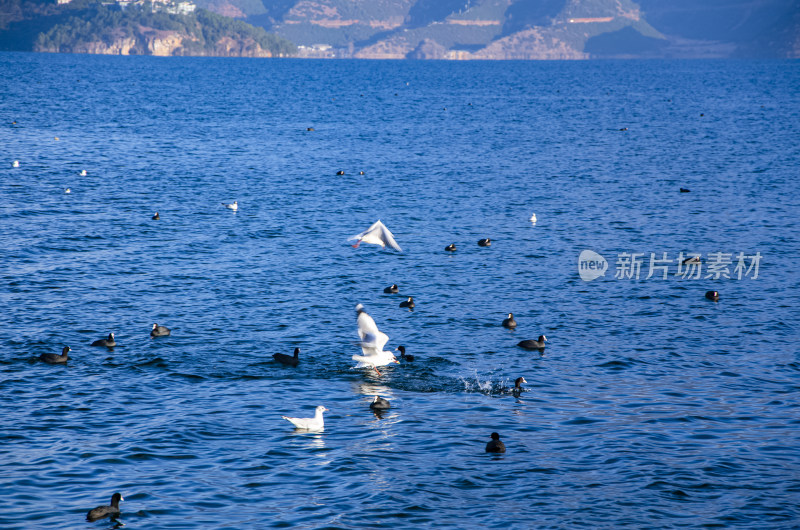 云南丽江泸沽湖海鸥水鸟野生动物