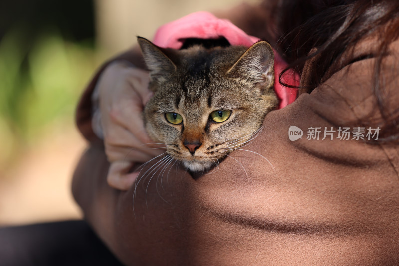 杭州西湖花港观鱼的流浪猫狸花猫