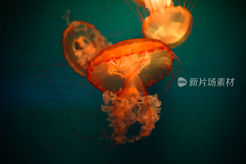管水母特写海洋生物