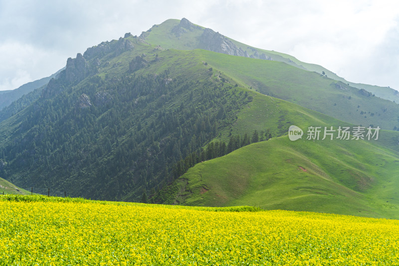 青海祁连县卓尔山景区，夏季起伏的高山牧场