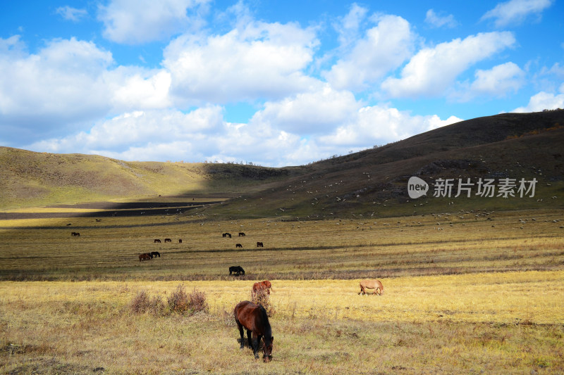 秋天坝上草原牧场白桦林自然风光