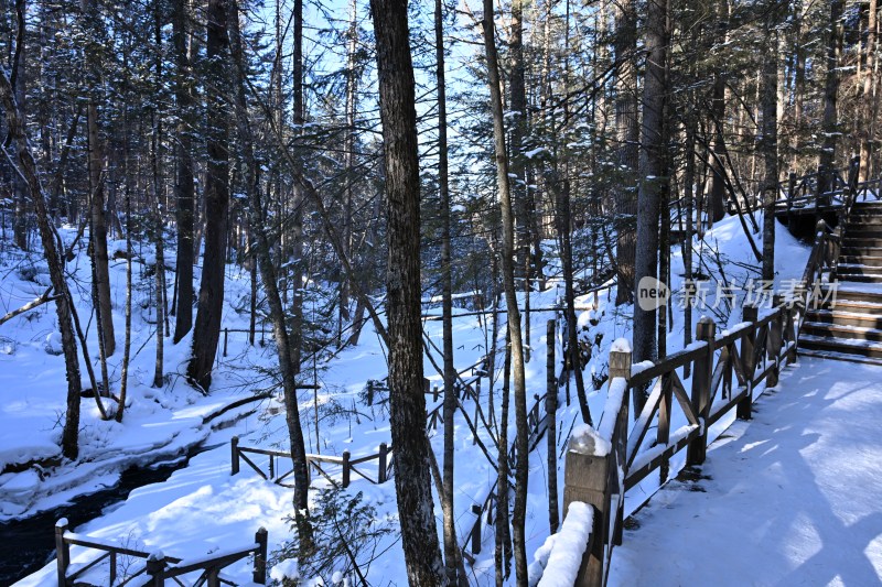 雪后森林小路，积雪覆盖树木与围栏