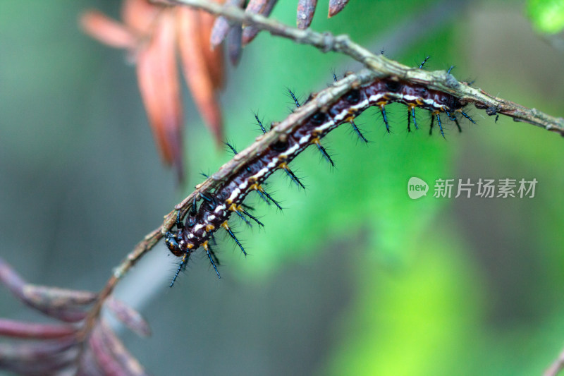 树枝上的毛毛虫苎麻珍蝶幼虫