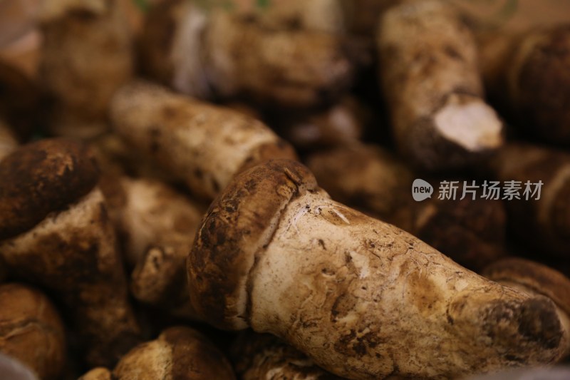 野生松茸（产自四川阿坝州松潘县）