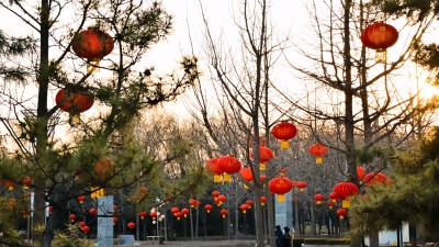 公园树林间悬挂的红色灯笼在夕阳下通透明亮