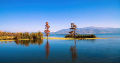 泸沽湖湖岸秋色双树倒影风景