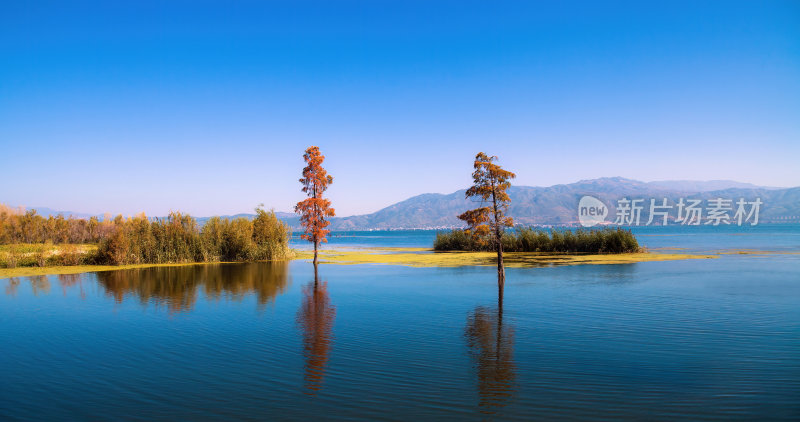 泸沽湖湖岸秋色双树倒影风景