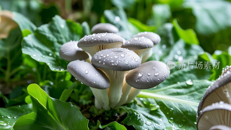 各种食用菌菇