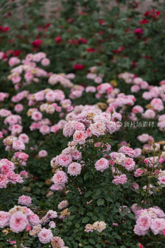 玫瑰花、月季花