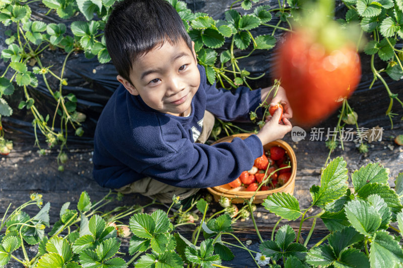 一个小男孩在采摘园采草莓