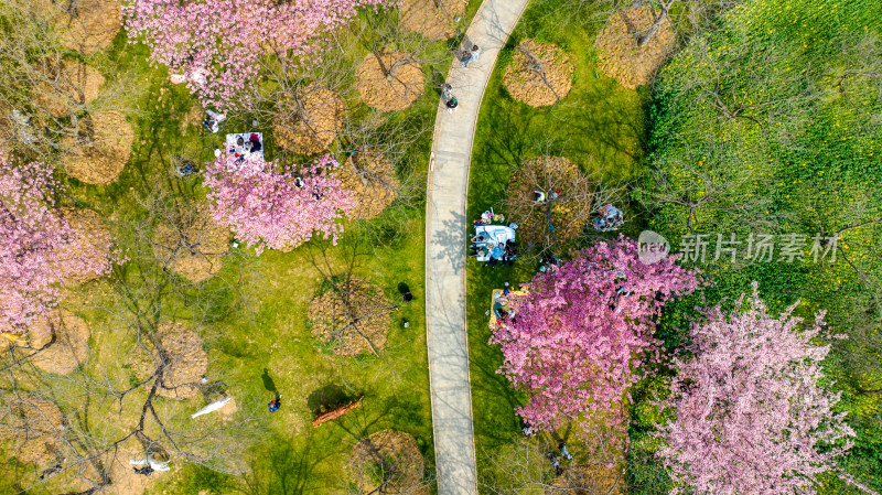 武汉东湖樱花园的早樱景色