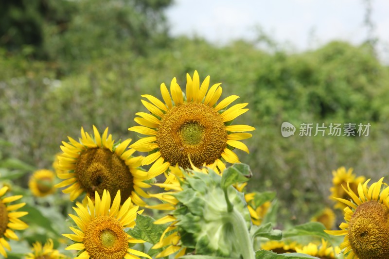 大片向日葵花田绿叶黄花生机勃勃