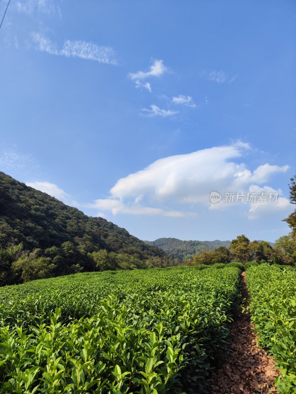 杭州云栖竹径茶园