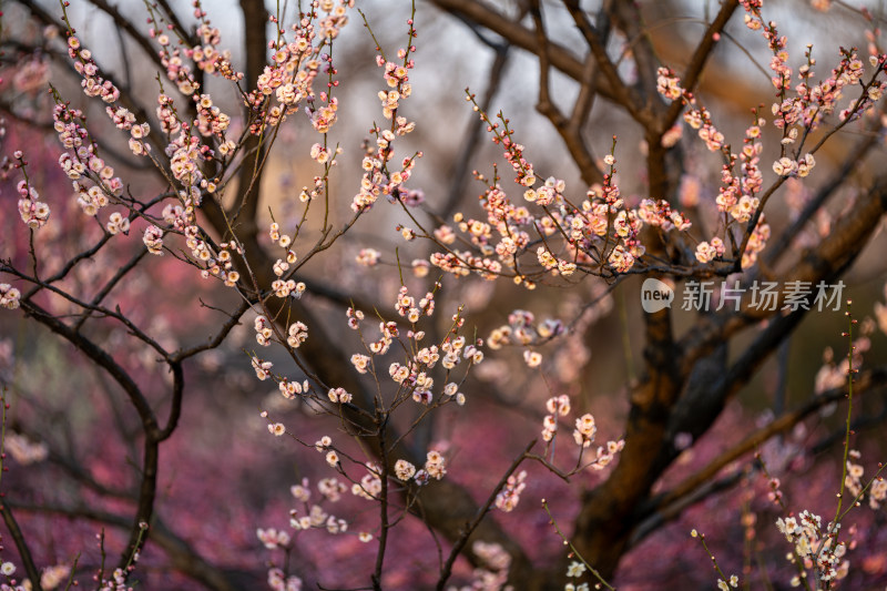 梅花特写