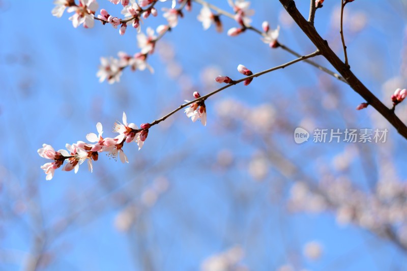 桃花花苞花蕊