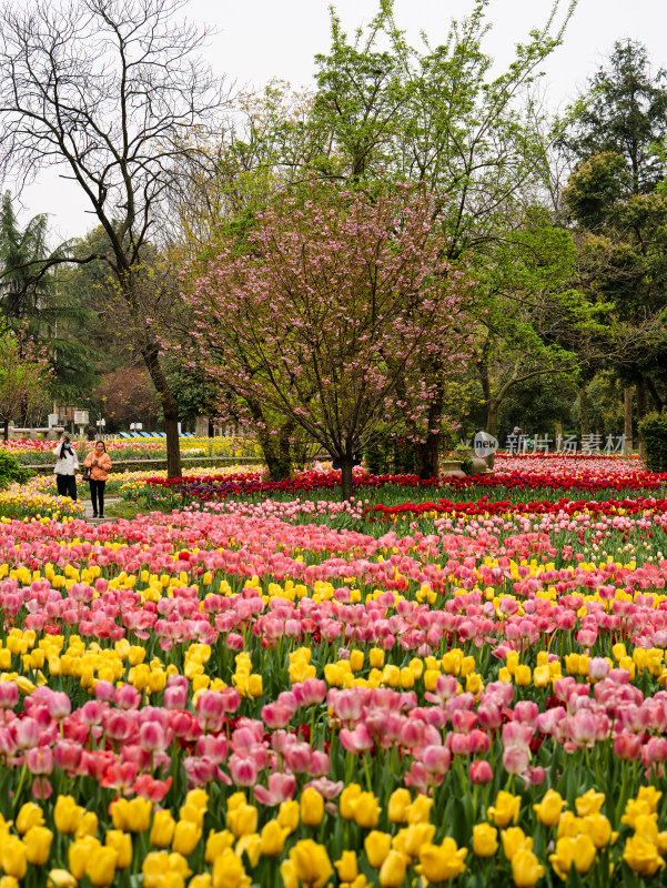 春天武汉植物园的郁金香花海