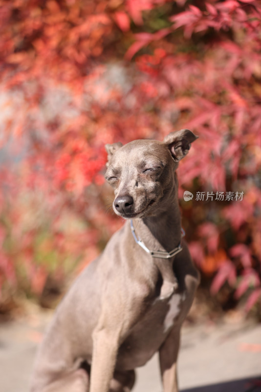 秋天红枫里的意大利小灵缇犬