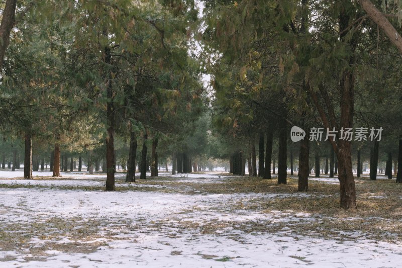 积雪覆盖的树林风景