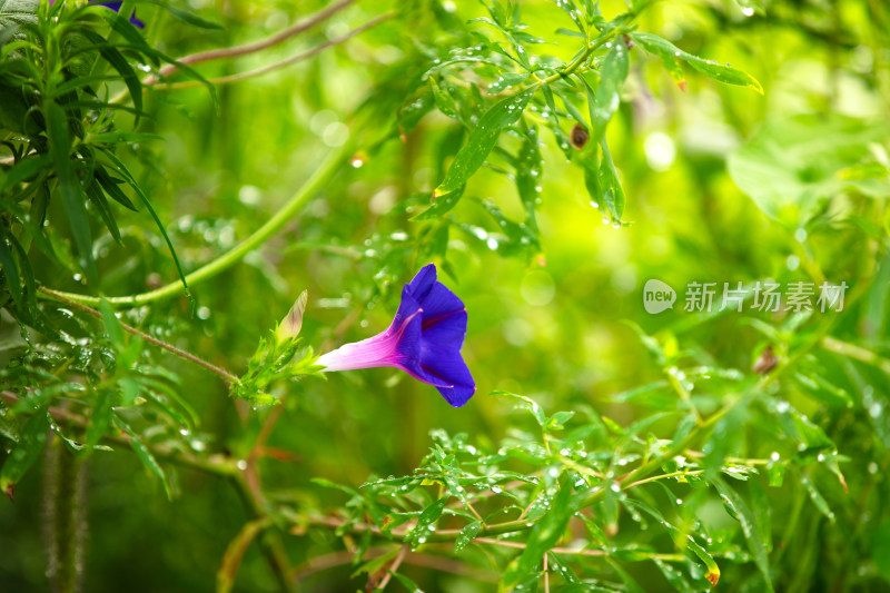 绿叶间的牵牛花在秋天