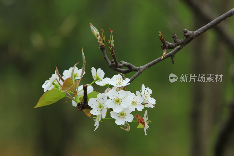 梨花 春天 白色