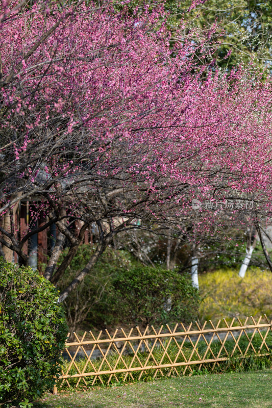 春天宁波江北日湖公园的花开了