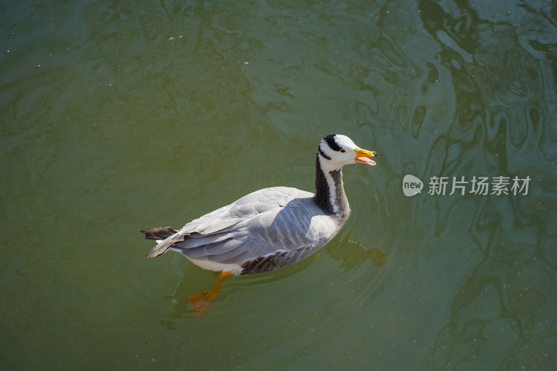 春天水面上的斑头雁鸭子