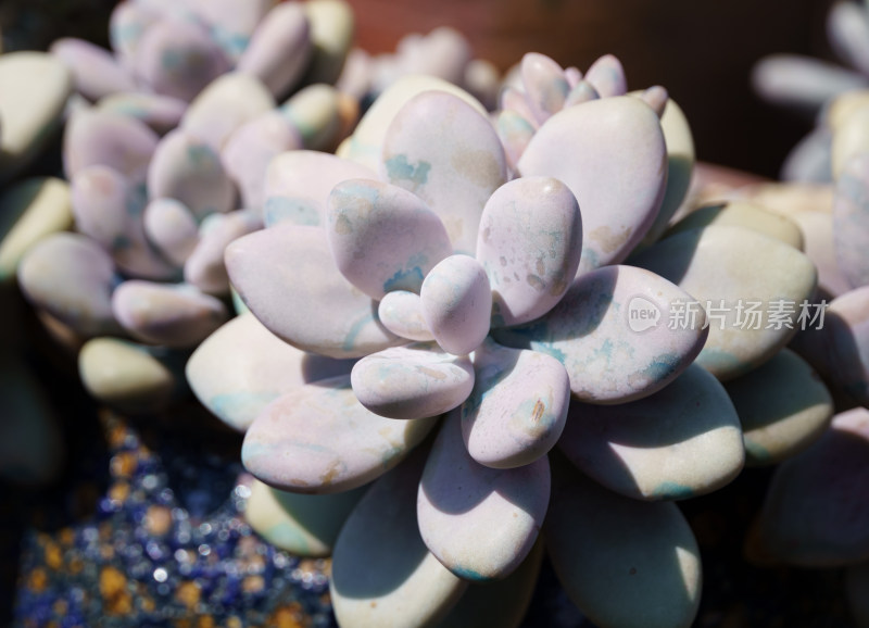 微距特写多肉植物