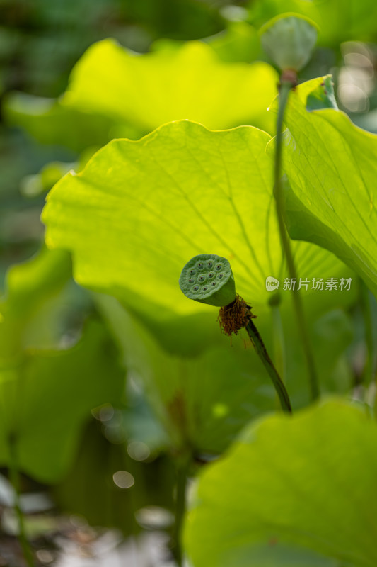 夏天荷花盛开特写