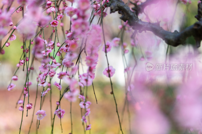 春天梅花龙梅树开花了