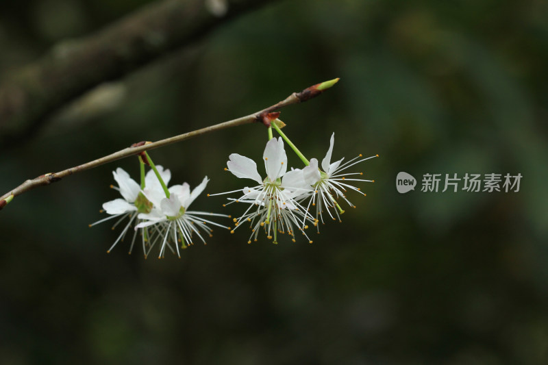 樱花，花蕾，春天