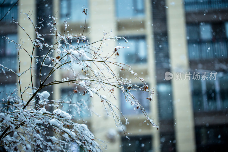 冬季雪景高清摄影图