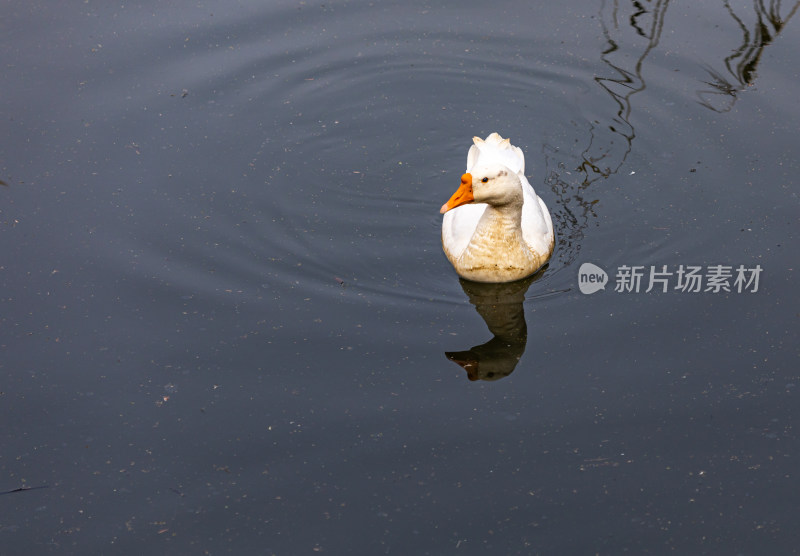 湖泊池塘中的鸭子鹅水禽家禽动物