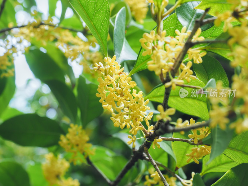 上海桂林公园的桂花树