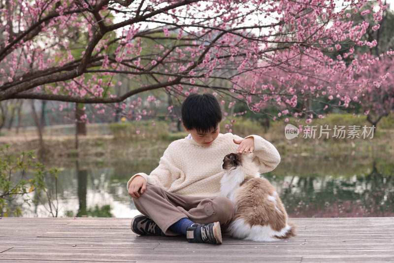 小男孩与宠物猫在梅花树下互动的温馨场景