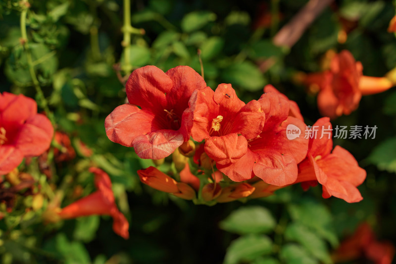 凌霄花素材