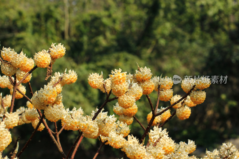 完全绽放的结香花实拍