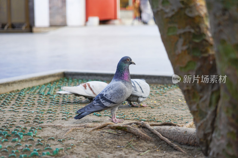 鸽子站在树下