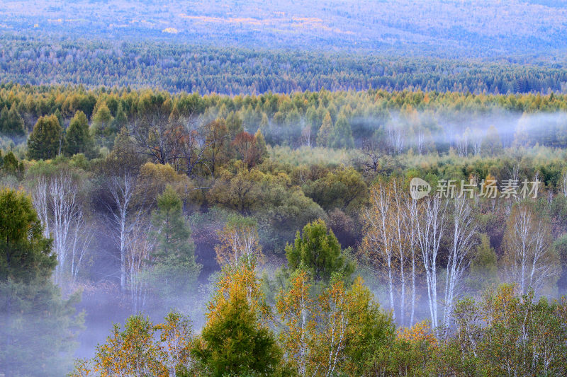 晨雾中的多彩树林