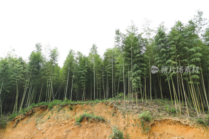 植被茂盛的竹林与裸露泥土的景象